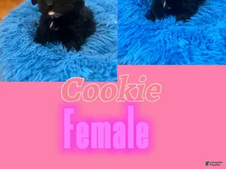 Mixed Breed dogs Cookie - Ad 29