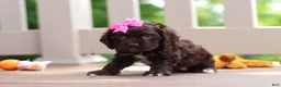 Cocker Spaniel dogs for sale: Ellie - Ad 4