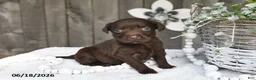 Labrador Retriever dogs for sale: Ronny - Ad 3