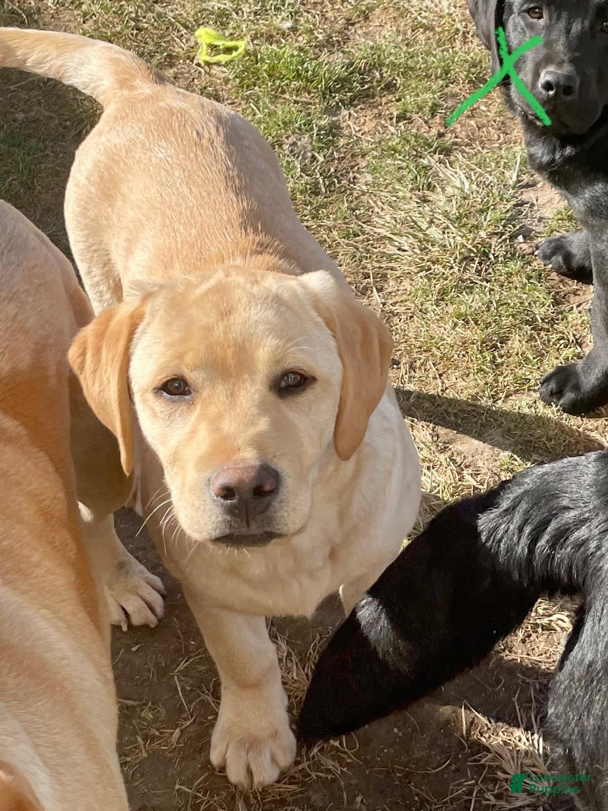 Labrador Retriever dogs Labrador Retriever Puppy 4 - Ad 40