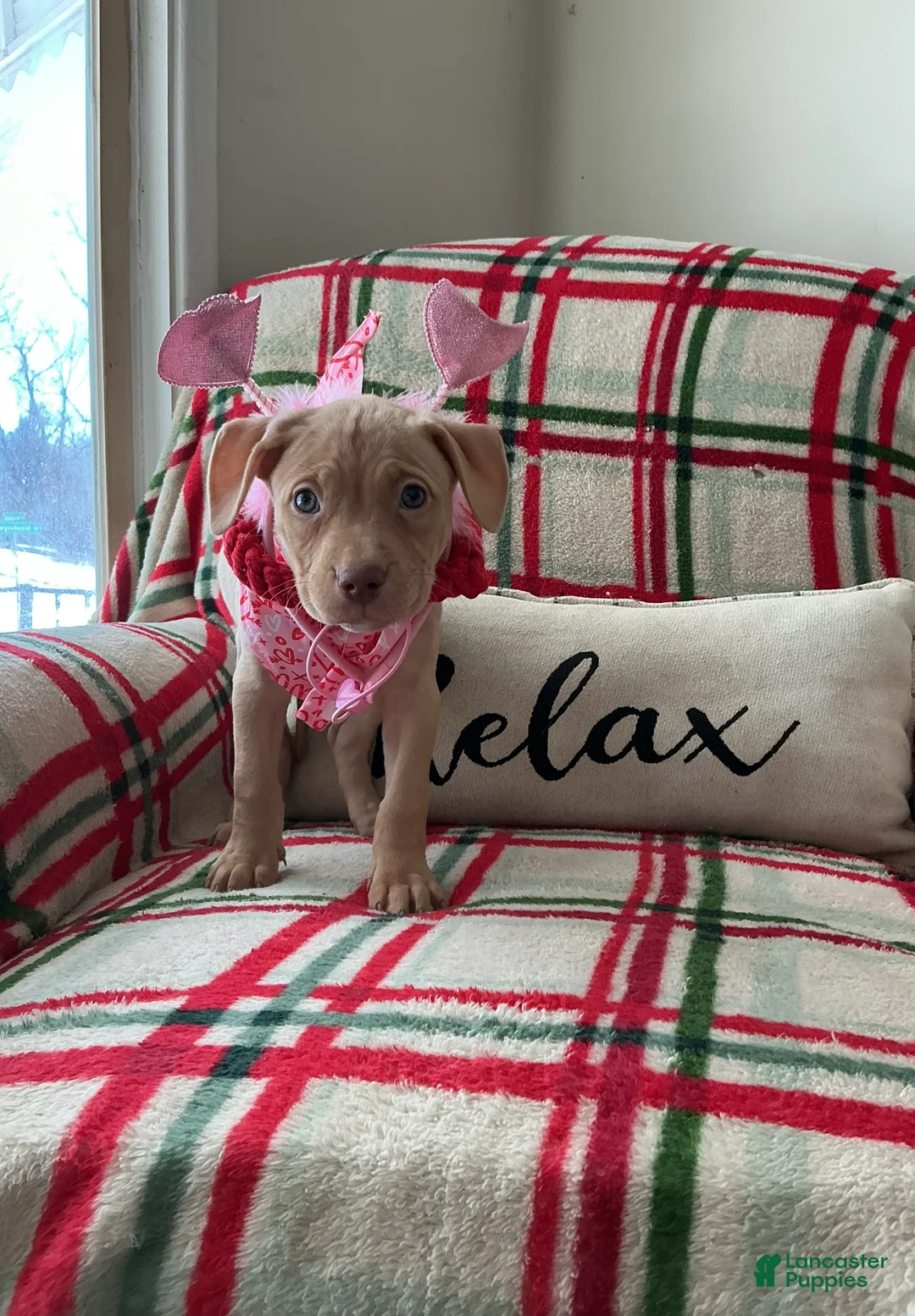 American Bully dogs for sale: Bossy Boo - Ad 2