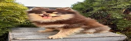 Mixed Breed dogs for sale: Rio - Ad 3