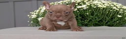 Frenchton dogs for sale: Shiloh - Ad 6
