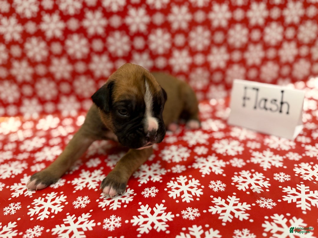 Boxer dogs for sale: Flash - Ad 2