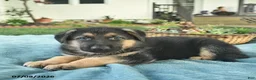 German Shepherd dogs for sale: Ike  - Ad 5