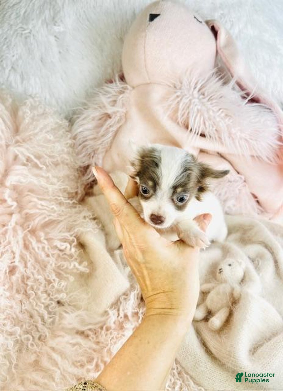 Chihuahua dogs for sale: Chihuahua Puppy 1 - Ad 3