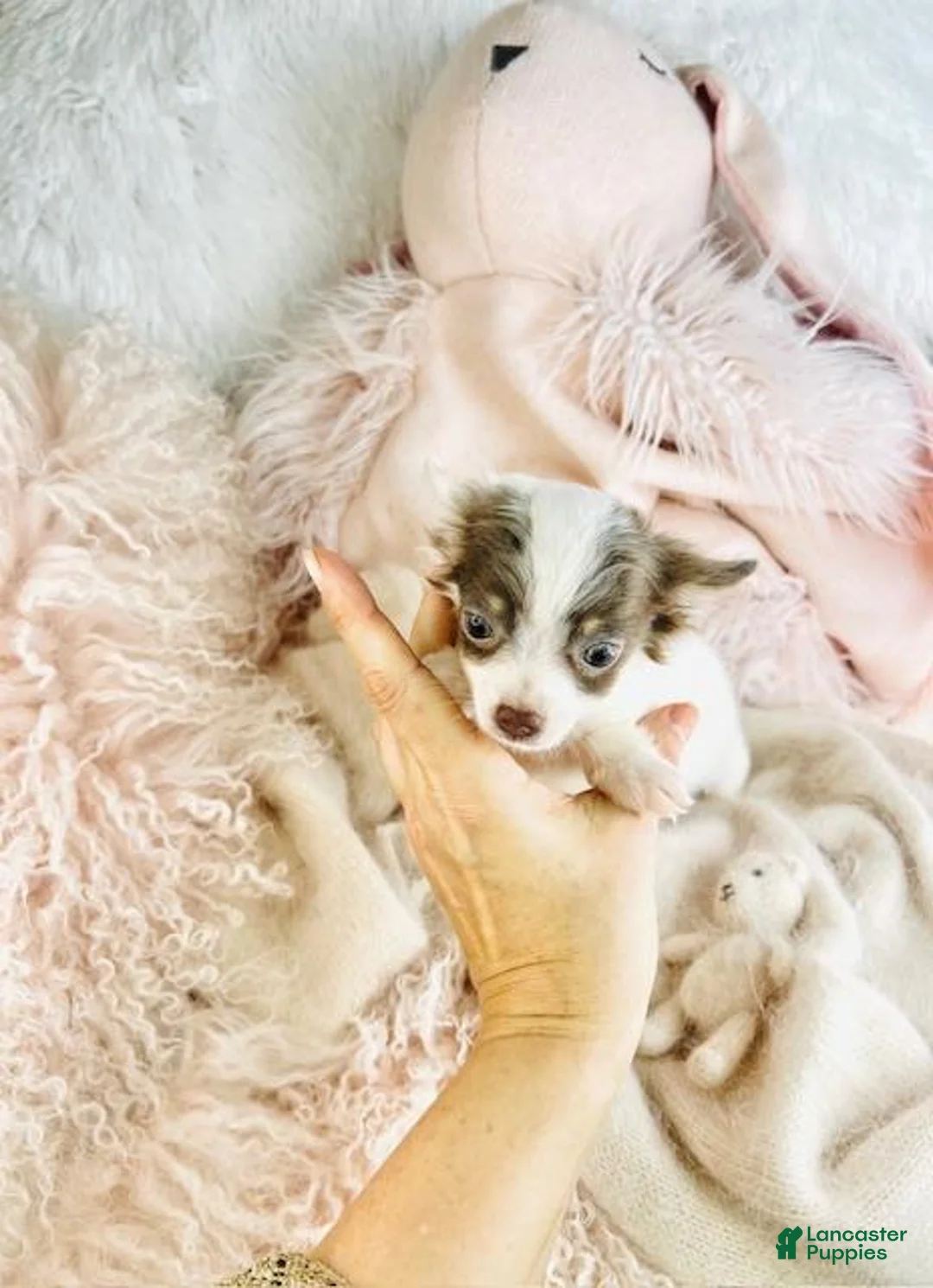 Chihuahua dogs for sale: Chihuahua Puppy 1 - Ad 3