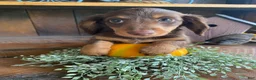 Miniature Dachshund dogs for sale: Lucy - Ad 3