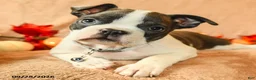 Boston Terrier dogs for sale: Laura - Ad 4
