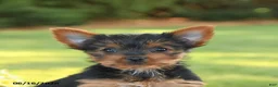 Yorkshire Terrier dogs for sale: Dolly - Ad 5