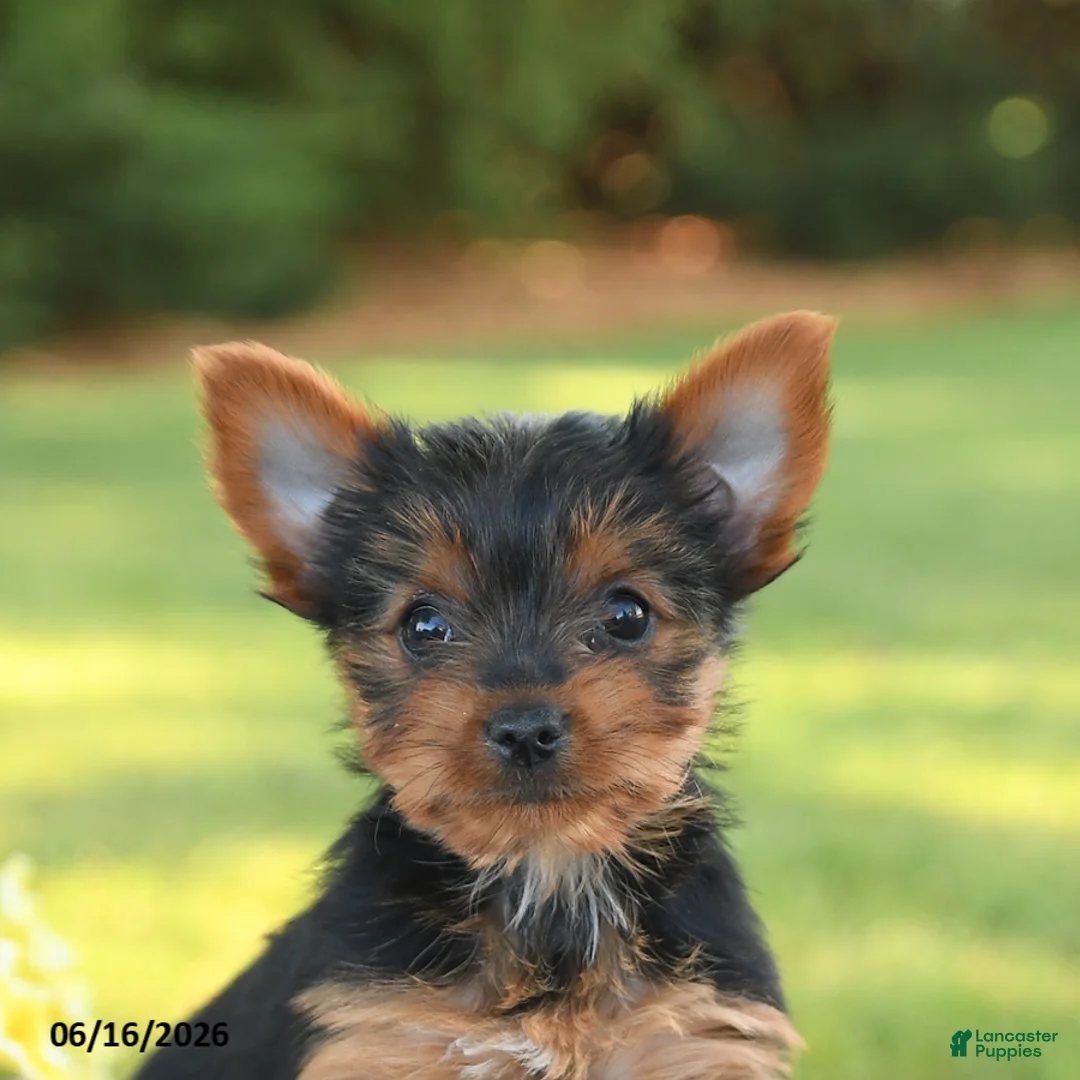 Yorkshire Terrier dogs for sale: Dolly - Ad 5