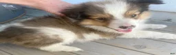 Shetland Sheepdog dogs for sale: Clyde  - Ad 1