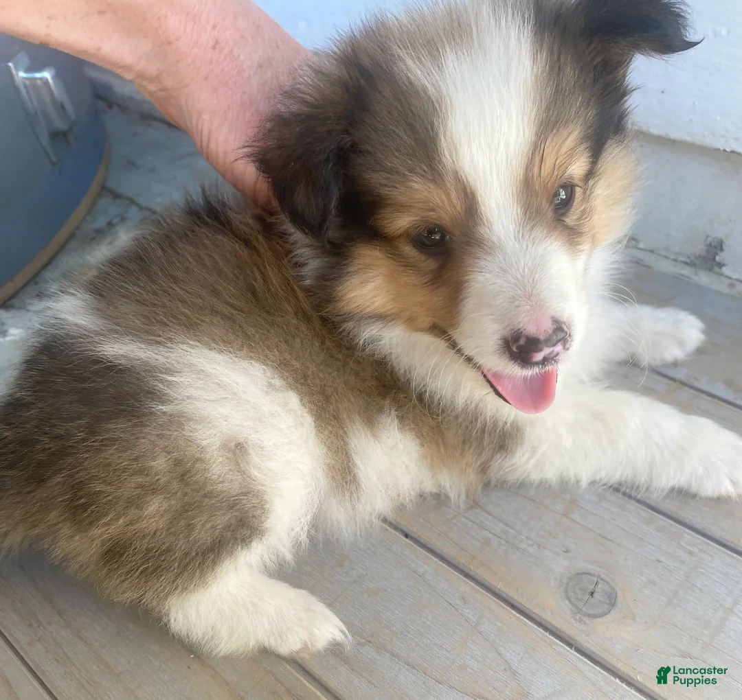 Shetland Sheepdog dogs for sale: Clyde  - Ad 1
