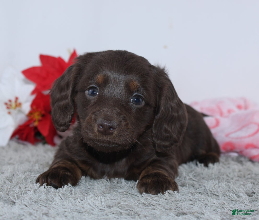 Miniature Dachshund dogs for sale: Joy - Ad 7