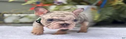 French Bulldog dogs for sale: Taz  - Ad 3