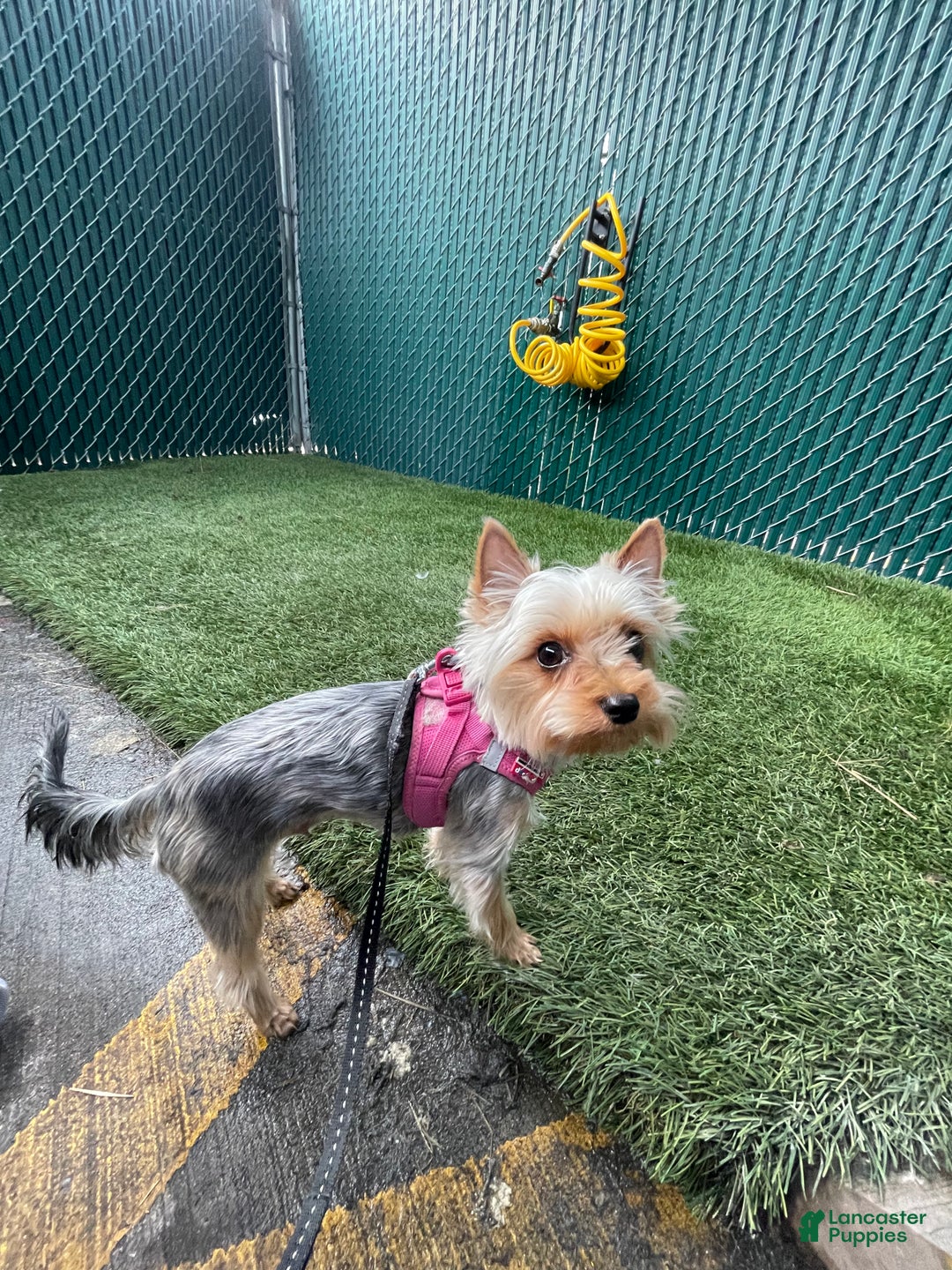 Yorkshire Terrier dogs for sale: Yorkshire Terrier Puppy 1 - Ad 8