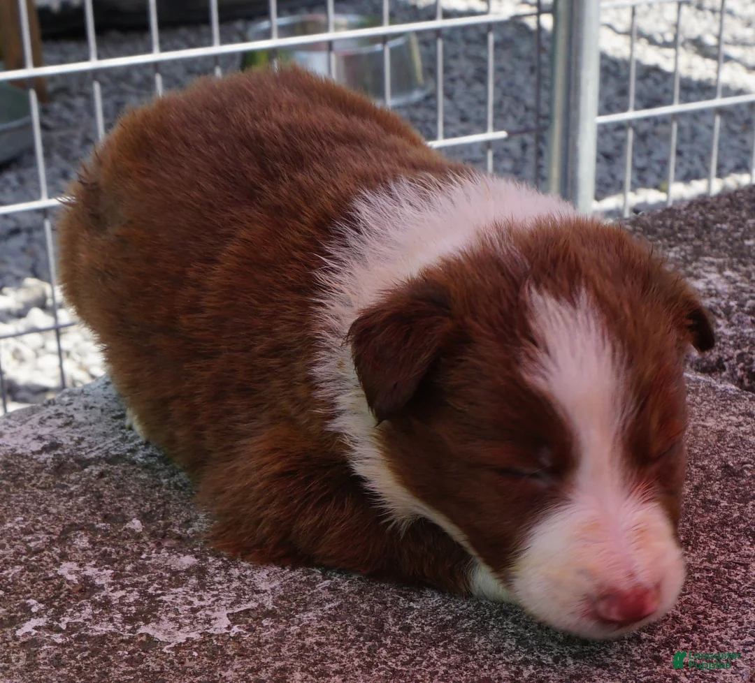 Border Collie dogs for sale: CHIP - Ad 2