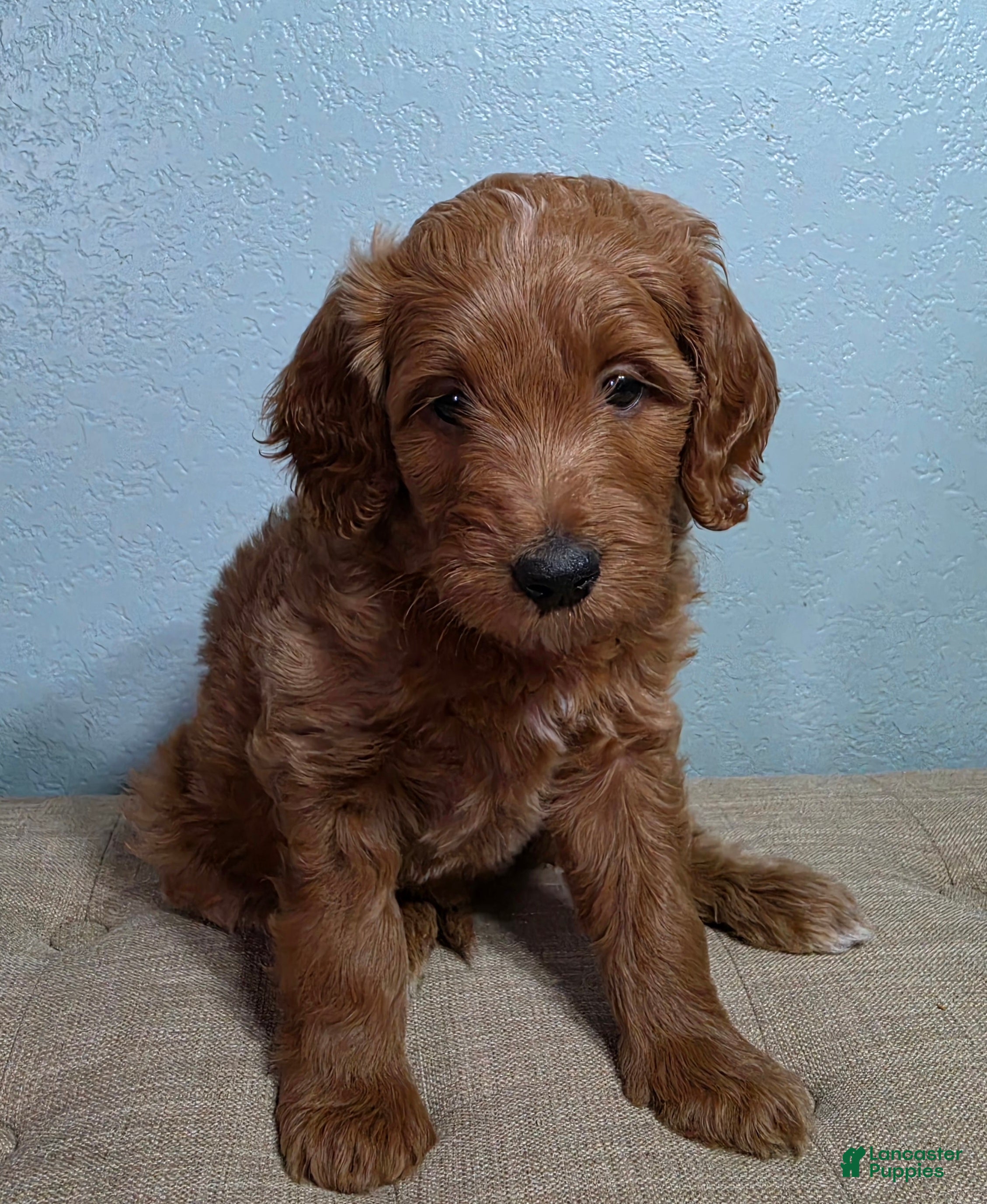 Mini Goldendoodle dogs Mini Goldendoodle 1 "Cherry" - Ad 1