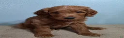 Mini Goldendoodle dogs for sale: Mini Goldendoodle 1 "Cherry" - Ad 1