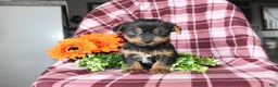 Yorkshire Terrier dogs for sale: Ava - Ad 6