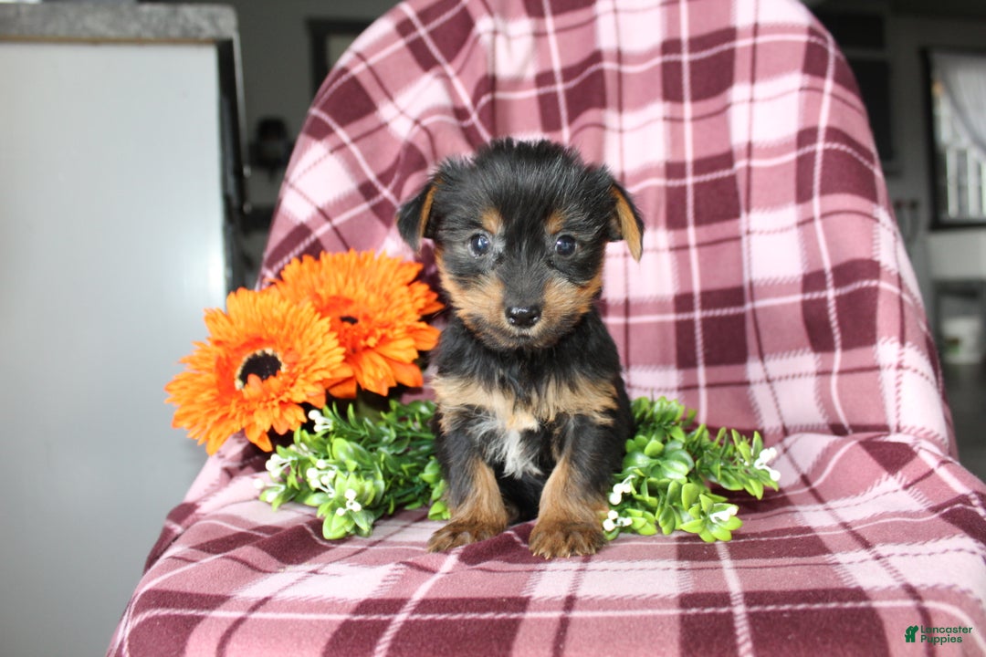 Yorkshire Terrier dogs for sale: Ava - Ad 6