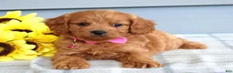 Cavapoo dogs for sale: Cora - Ad 4