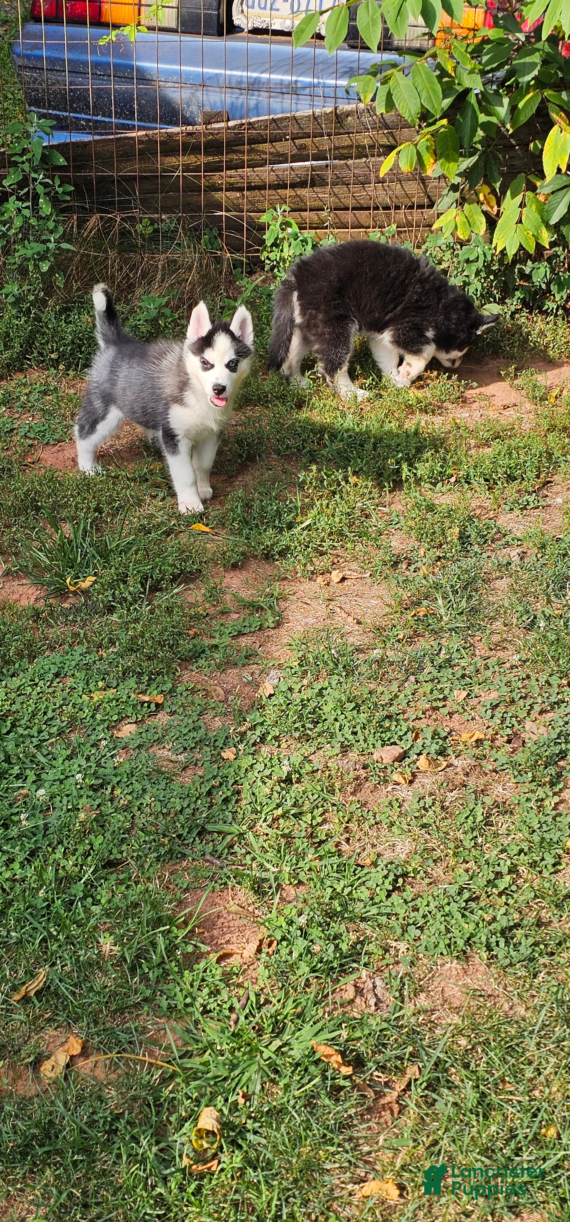 Siberian Husky dogs Bandit - Ad 24