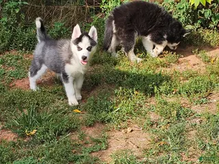 Siberian Husky dogs Bandit - Ad 1