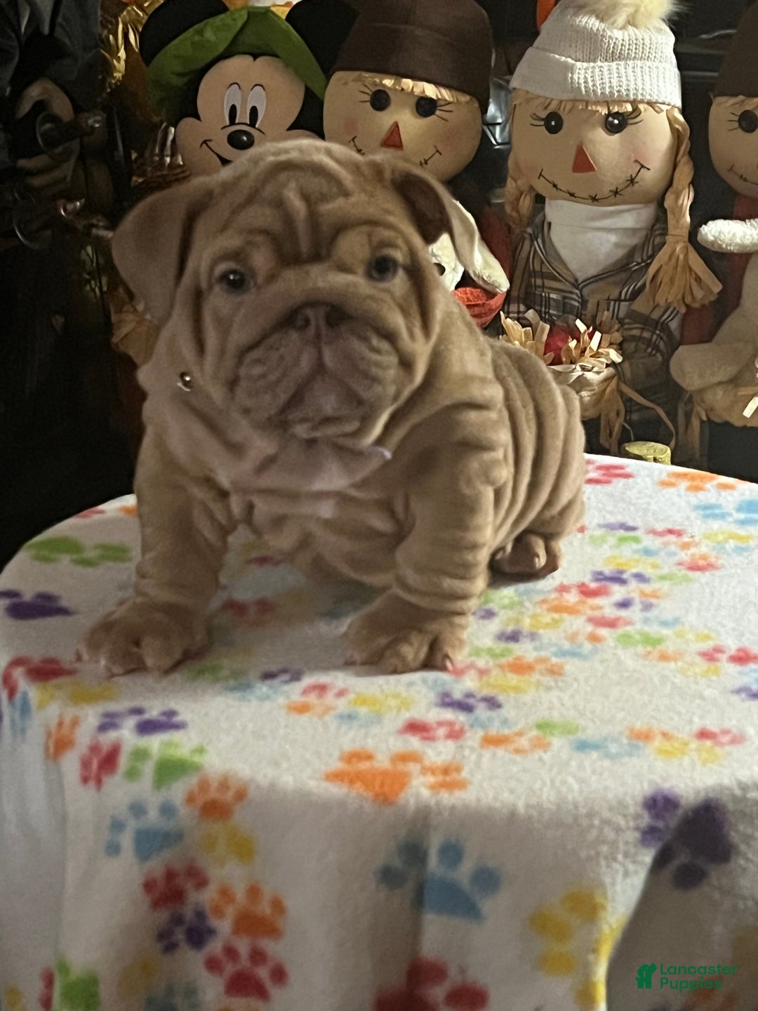 English Bulldog dogs for sale: Beatz  - Ad 1