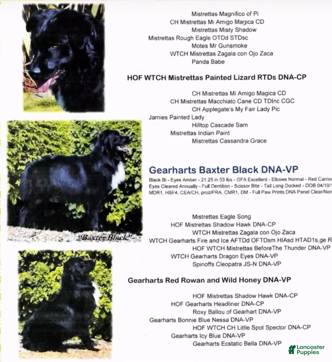 Australian Shepherd dogs for sale: Dancer - Ad 3