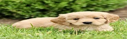 Miniature Golden Retriever dogs for sale: Trevor  - Ad 3