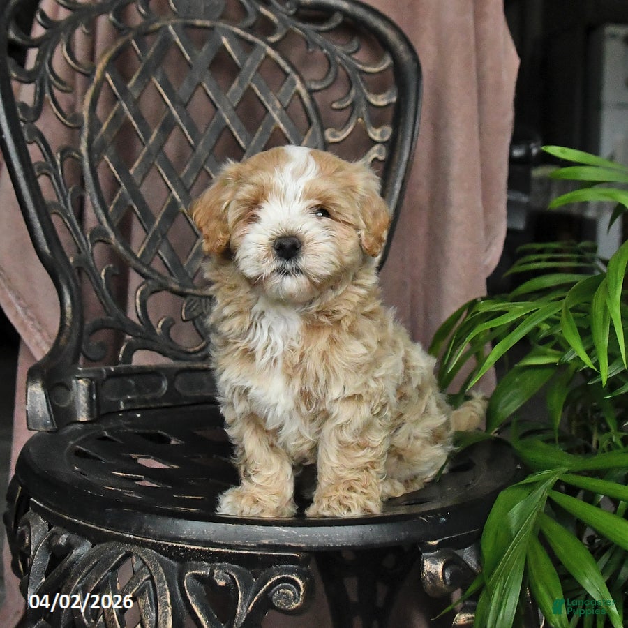 Maltipoo dogs Patch  - Ad 1