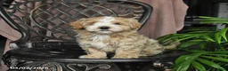 Maltipoo dogs for sale: Patch  - Ad 3