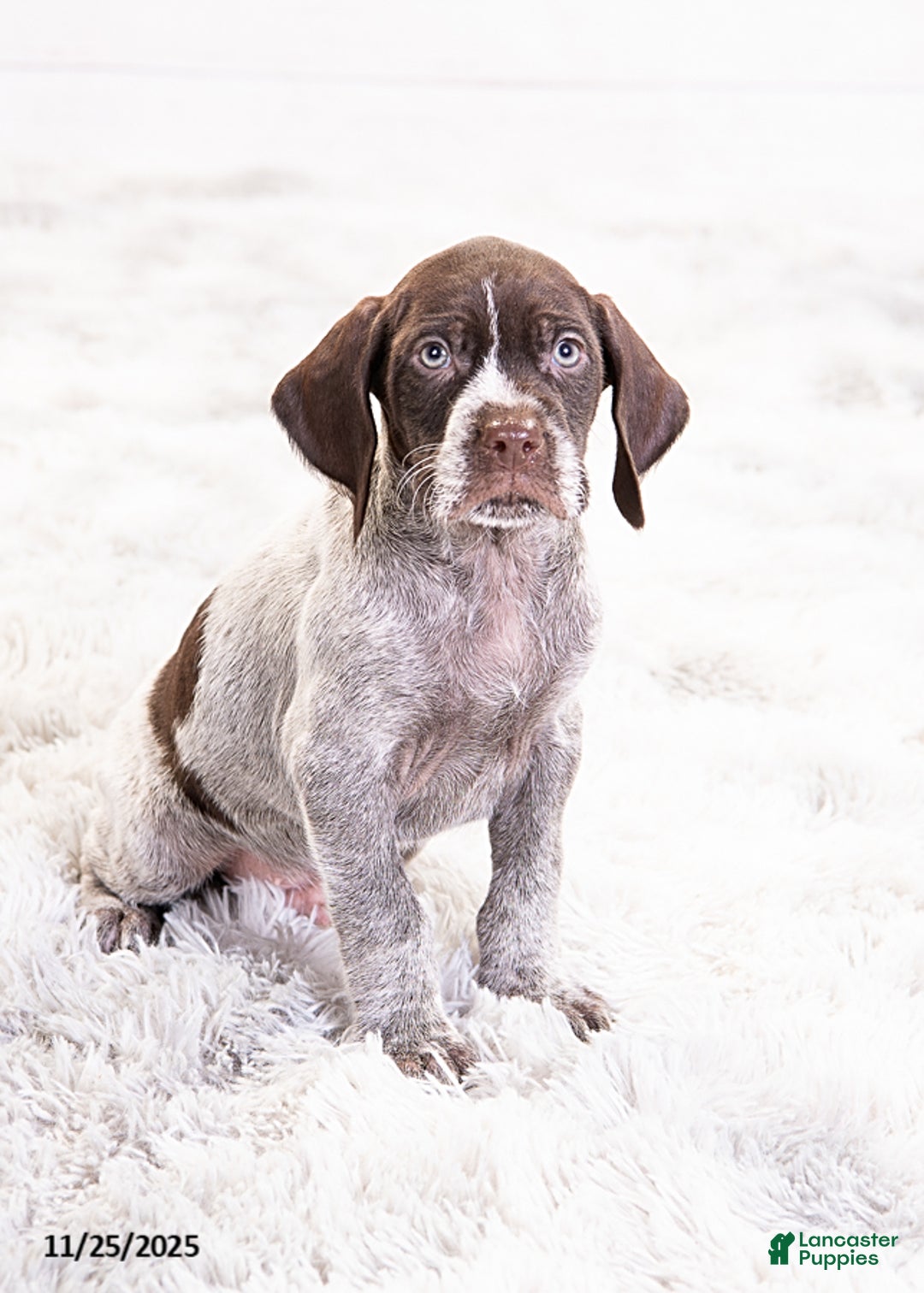 Mixed Breed dogs for sale: Romeo - Ad 5