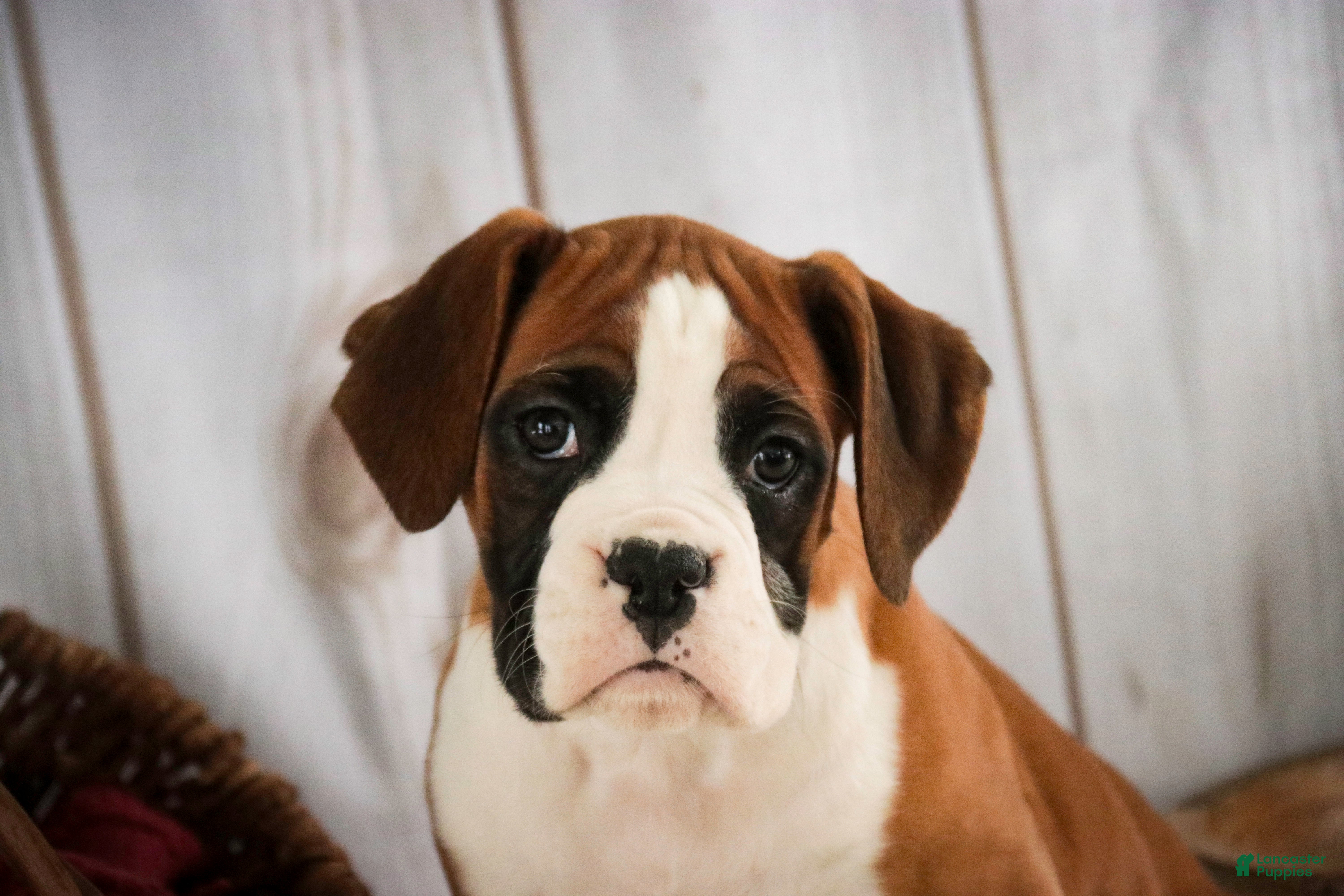 Boxer dogs Molly - Ad 32