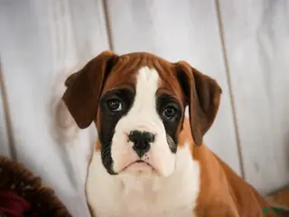 Boxer dogs Molly - Ad 32