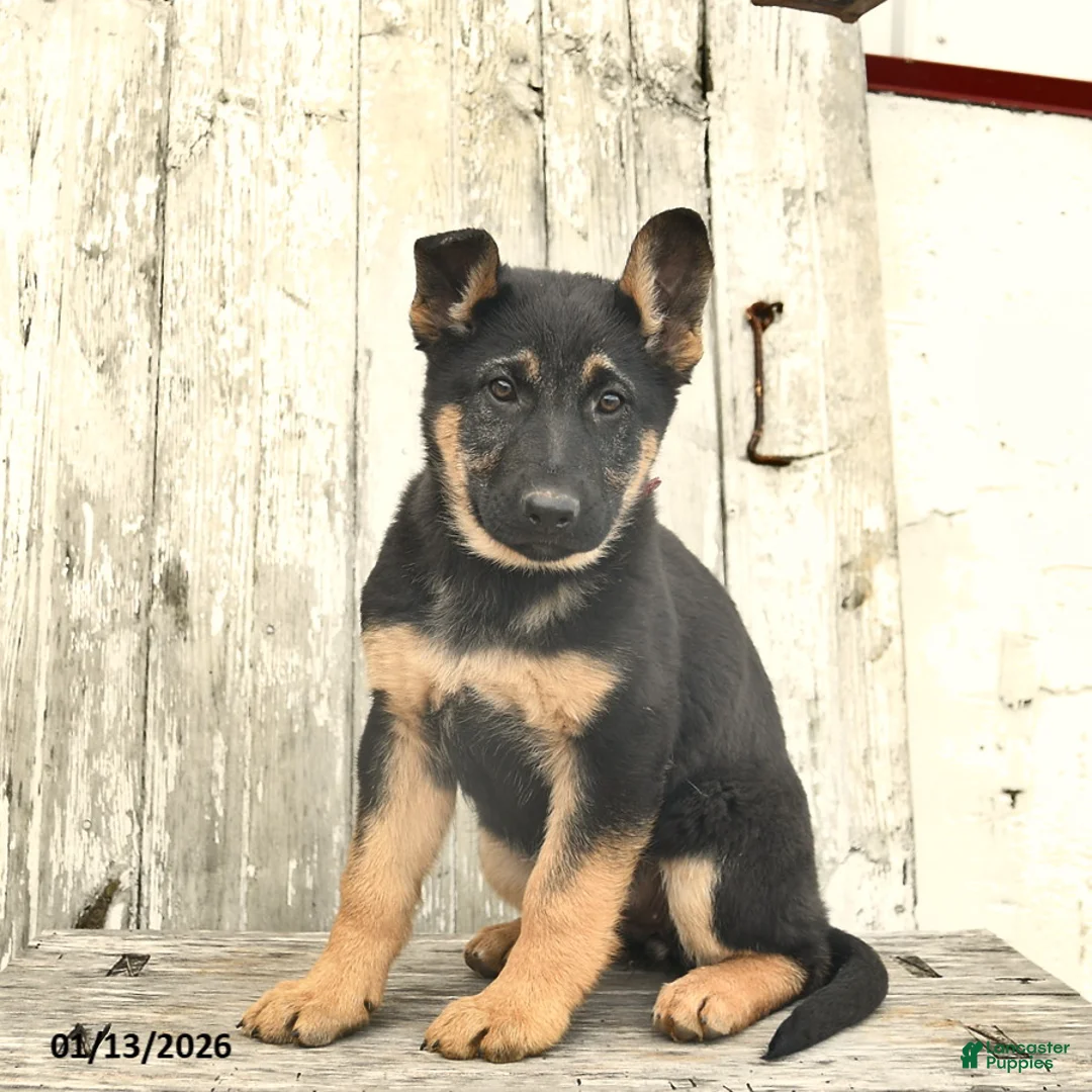 German Shepherd dogs for sale: Malerie - Ad 3