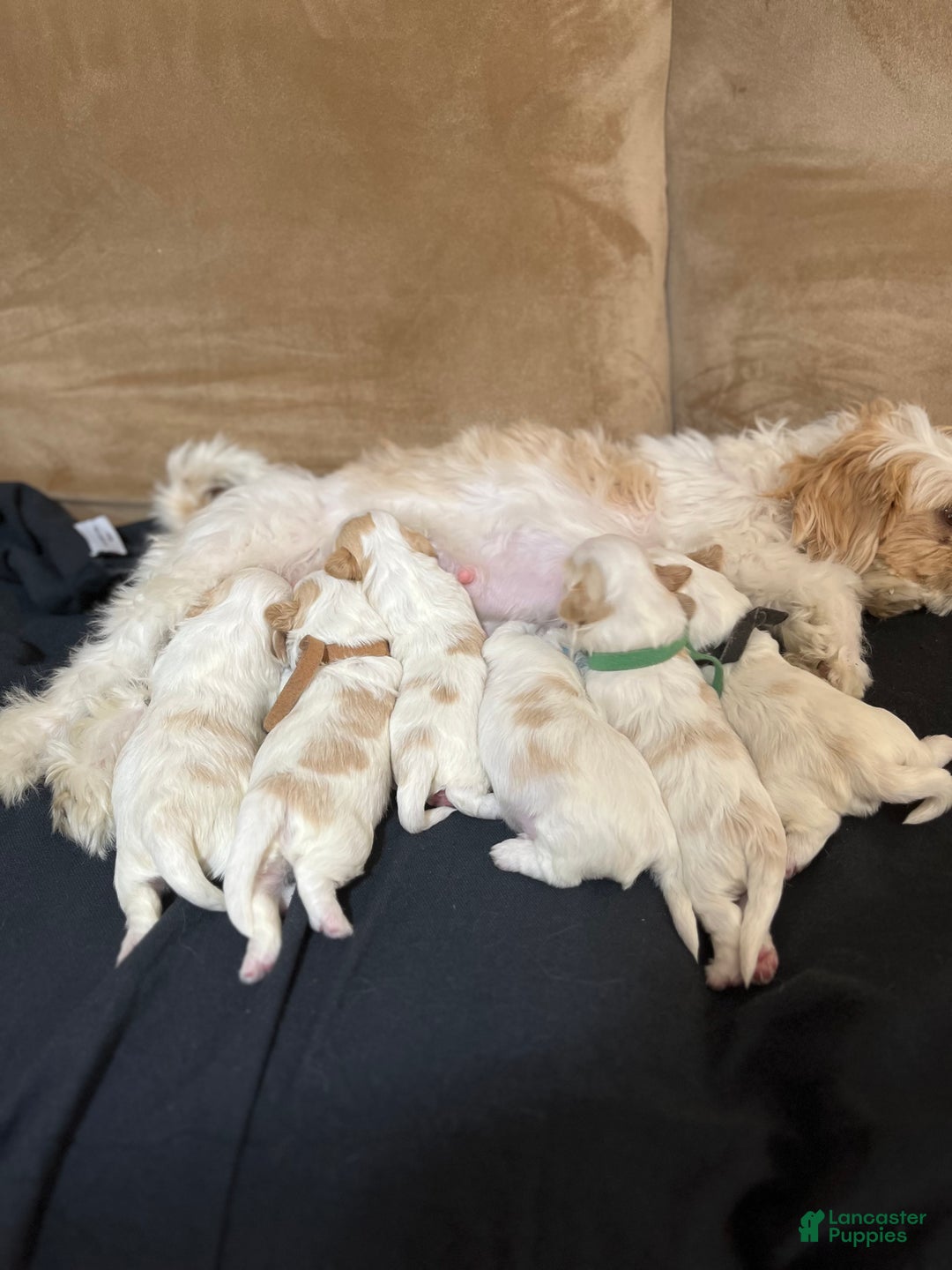 Shih Tzu dogs for sale: Rose - Ad 9