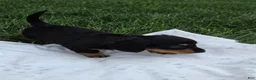 Miniature Dachshund dogs for sale: Thunder - Ad 4