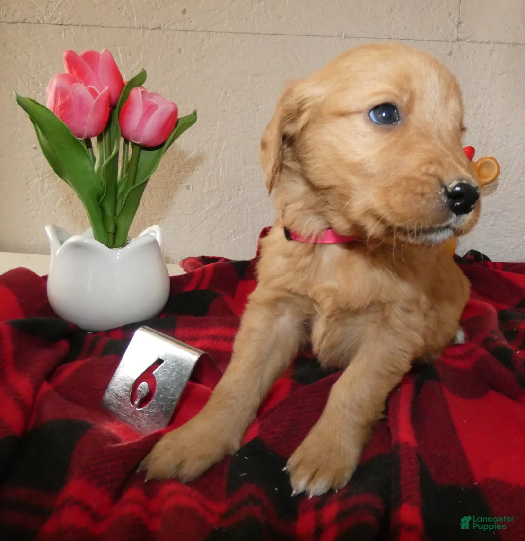 Mini Goldendoodle dogs for sale: Mini Goldendoodle Puppy 6 Rosie - Ad 3