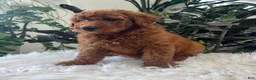 Mini Goldendoodle dogs for sale: Ava - Ad 3