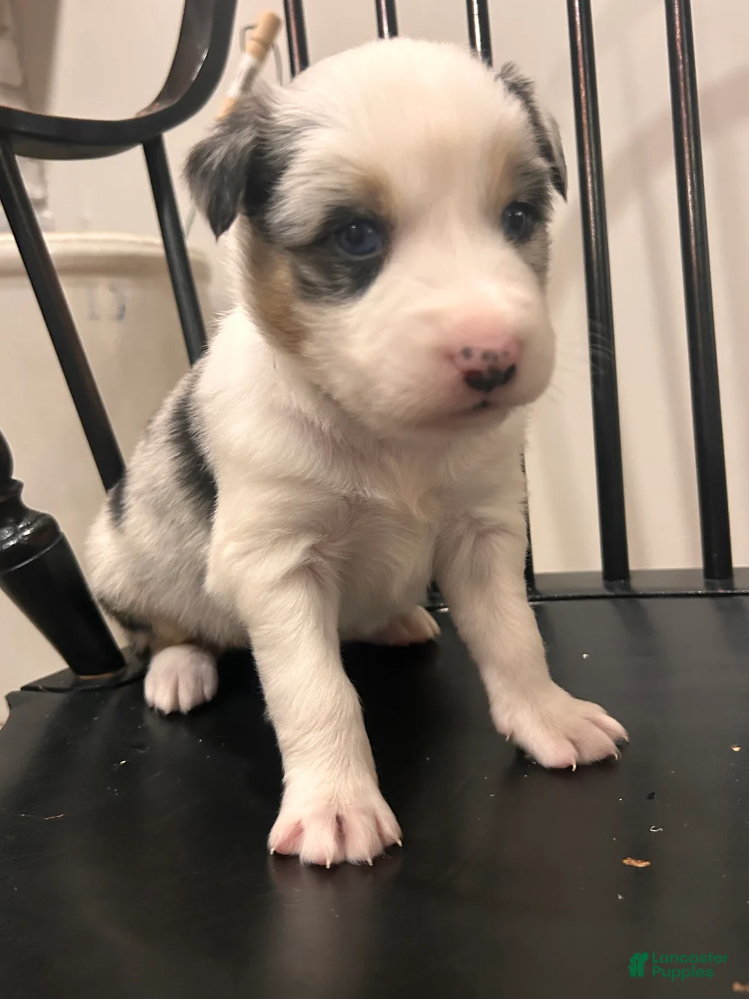 Australian Shepherd dogs for sale: Bluey  - Ad 4