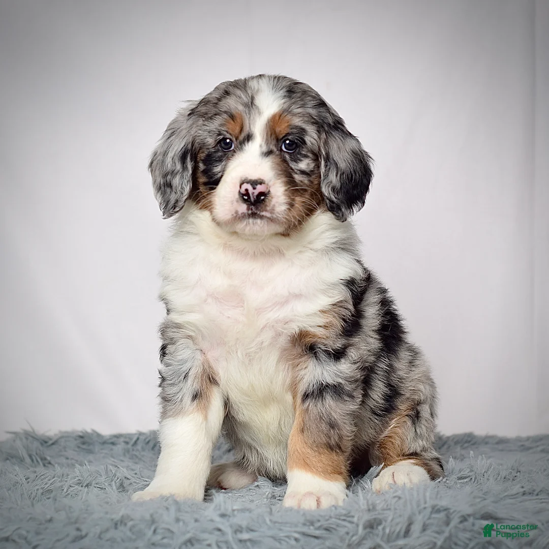 Bernedoodle dogs for sale: Ms. Vivian - Ad 2