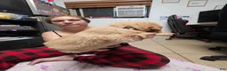 Golden Retriever dogs for sale: Orange collar - Ad 8