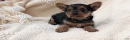 Yorkshire Terrier dogs for sale: Gemma - Ad 9