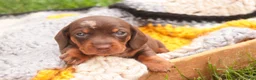 Miniature Dachshund dogs for sale: Cody Miniature Dachshund  - Ad 4