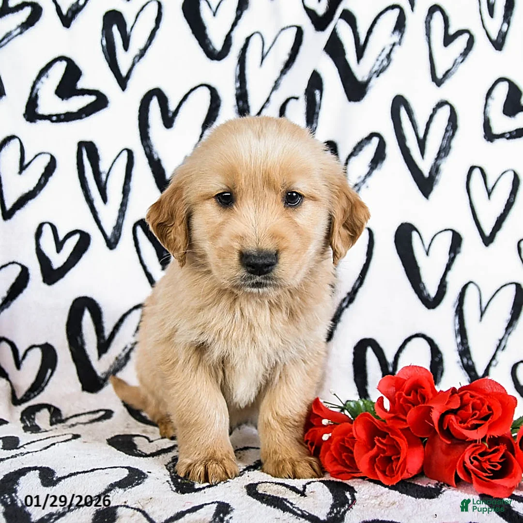 Golden Retriever dogs for sale: Loki - Ad 4