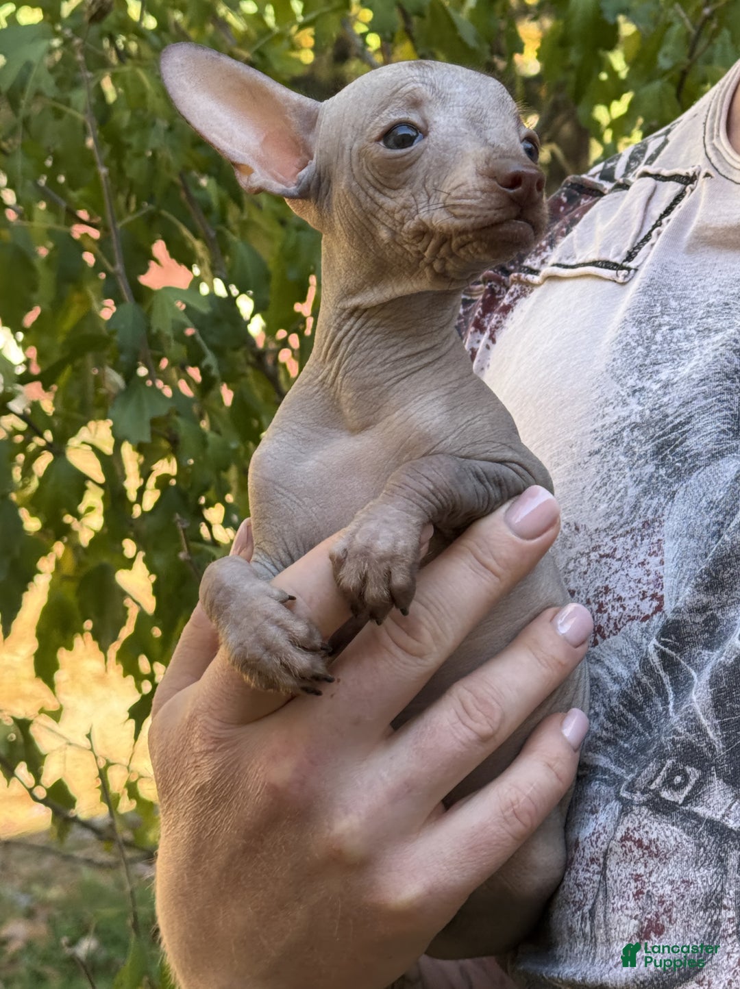 Mixed Breed dogs for sale: Cleopatra  - Ad 13