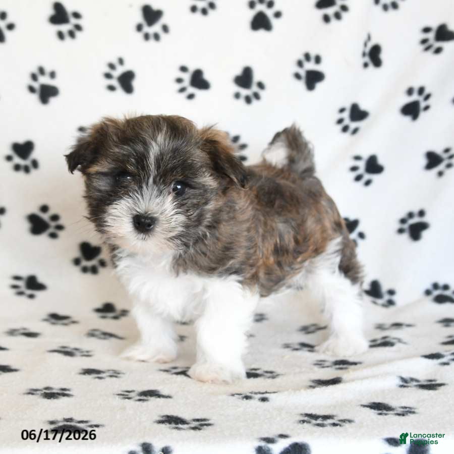 Malshi dogs Eeyore - Ad 2