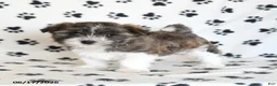 Malshi dogs for sale: Eeyore - Ad 3